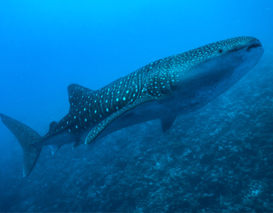 portfolio image template